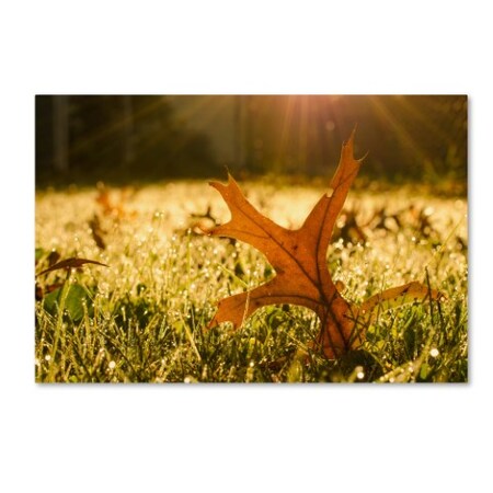 Trademark Fine Art PIPA Fine Art 'Fall Leaf in Morning Sun' Canvas Art, 22x32 MFG0019-C2232GG